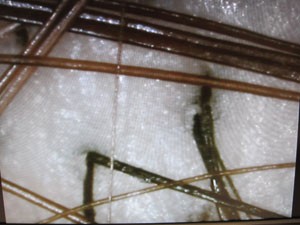 髪の毛の密集度合いのバランスが重要らしい